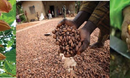 Cocoa-Business-in-Nigeria
